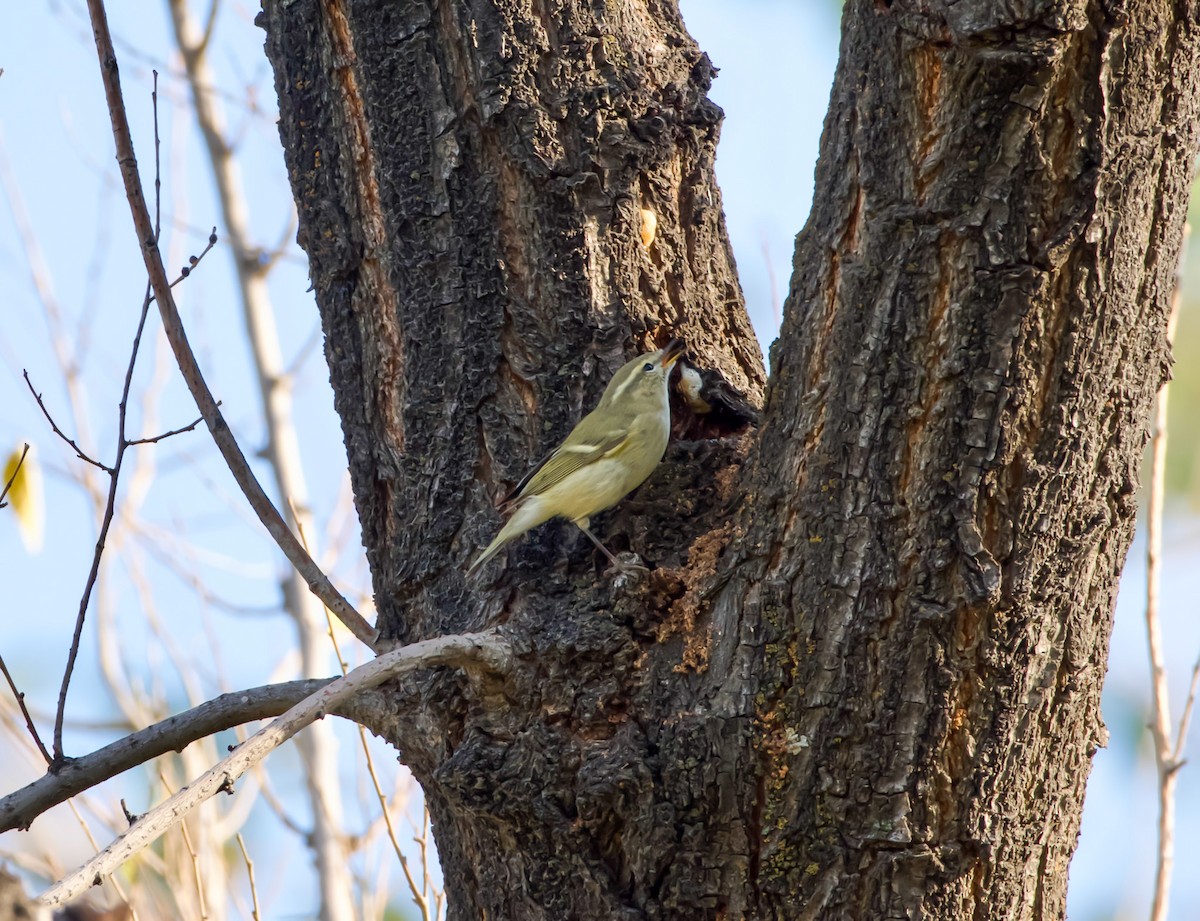 Mosquitero de Hume - ML642704813