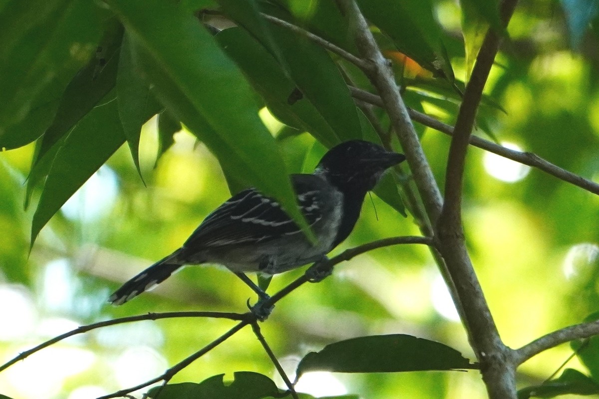 Batará Crestinegro - ML642704814