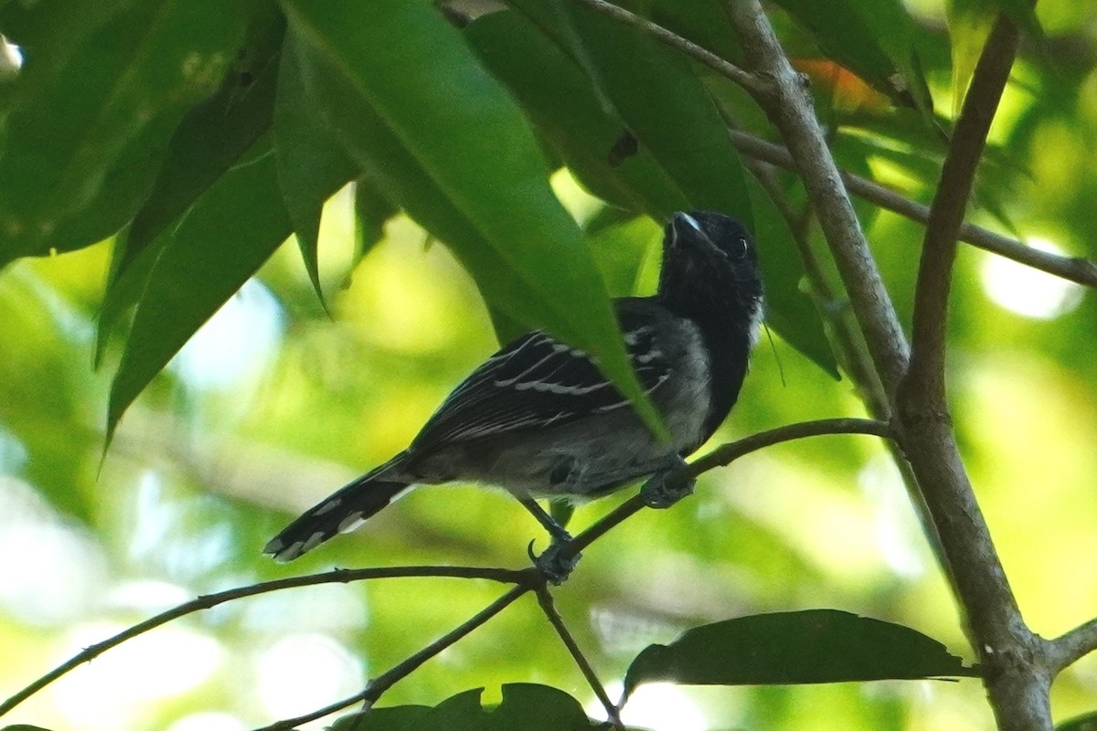 Batará Crestinegro - ML642704815