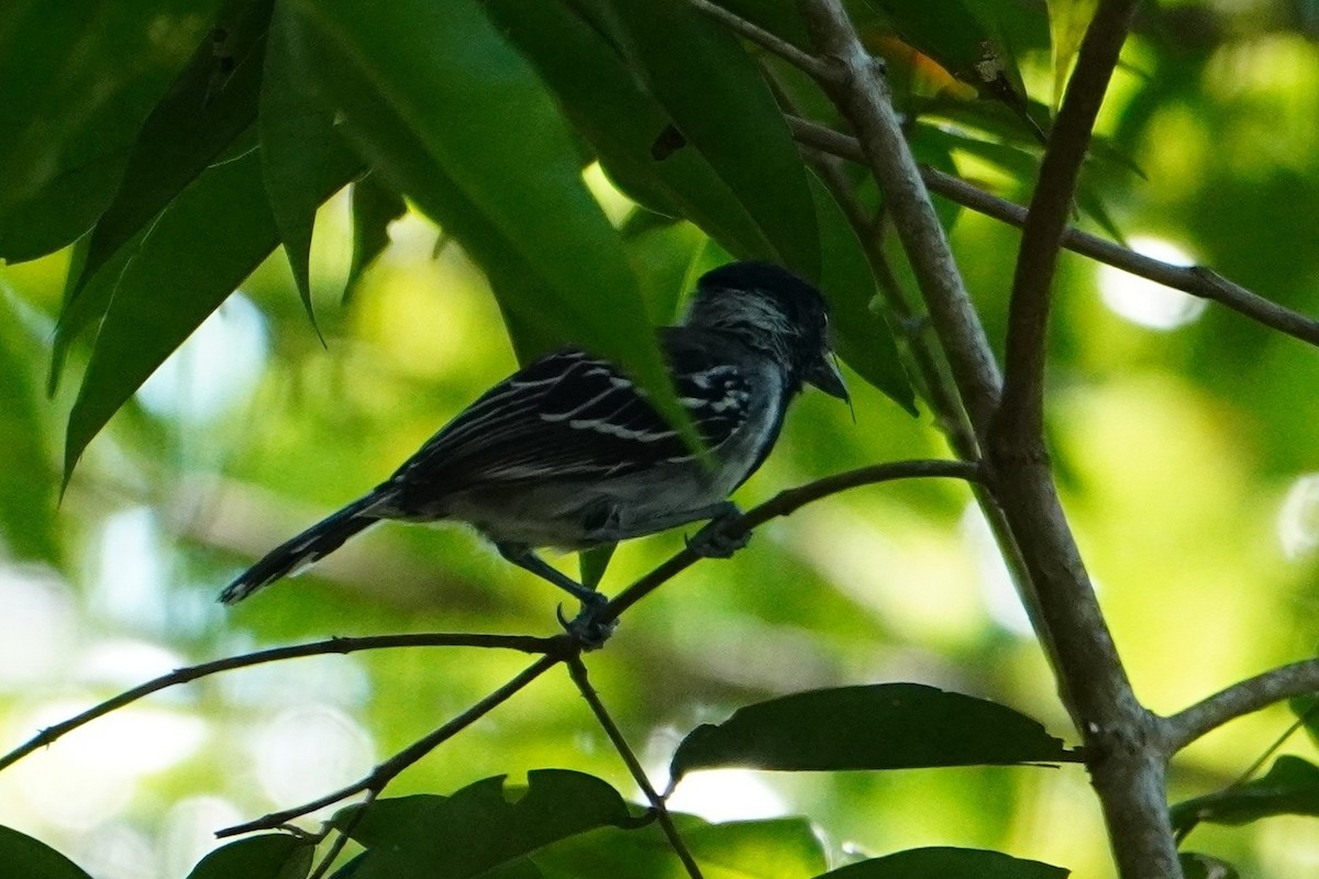 Batará Crestinegro - ML642704816