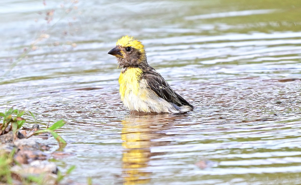 Baya Weaver - ML642704817