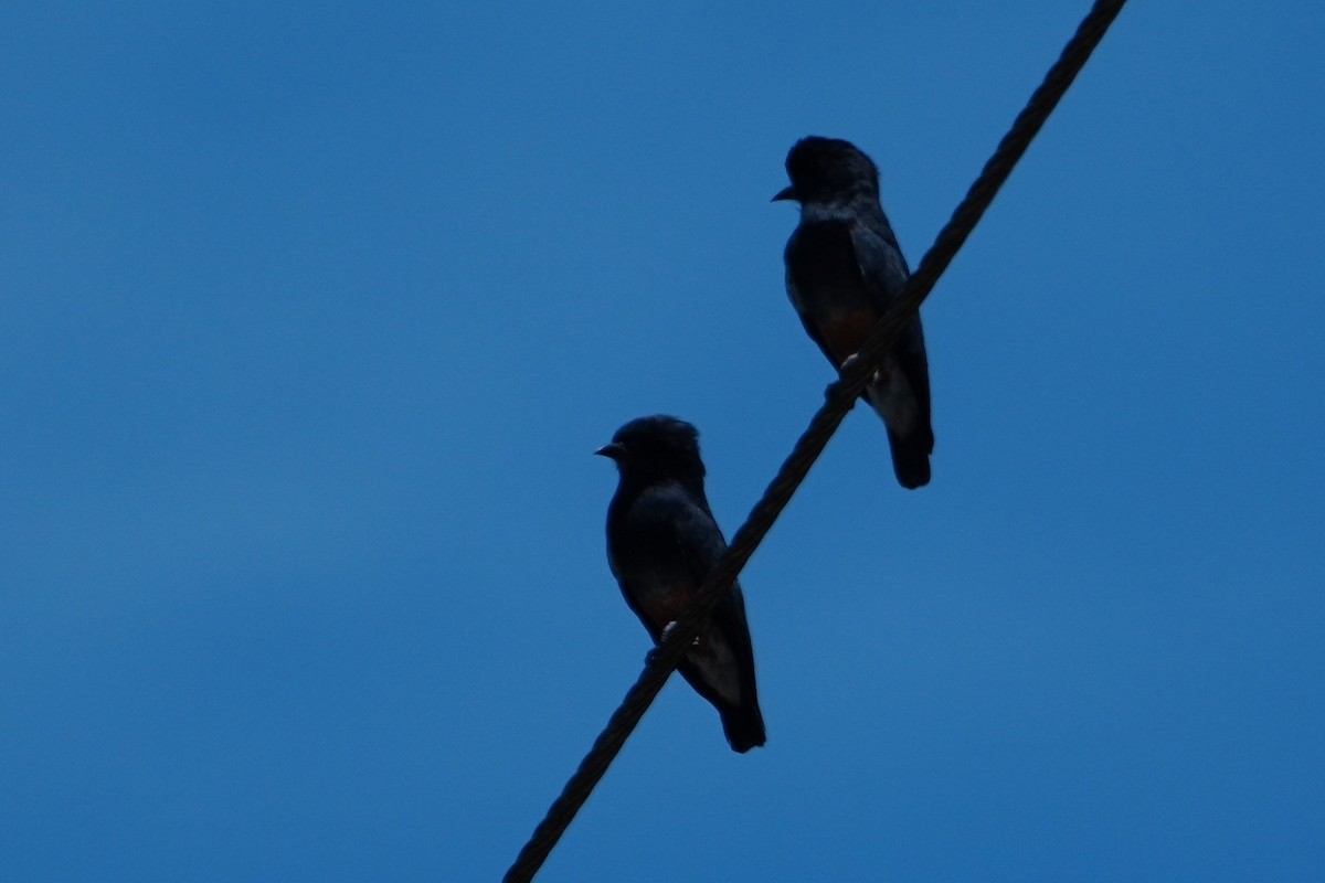 Swallow-winged Puffbird - ML642704818