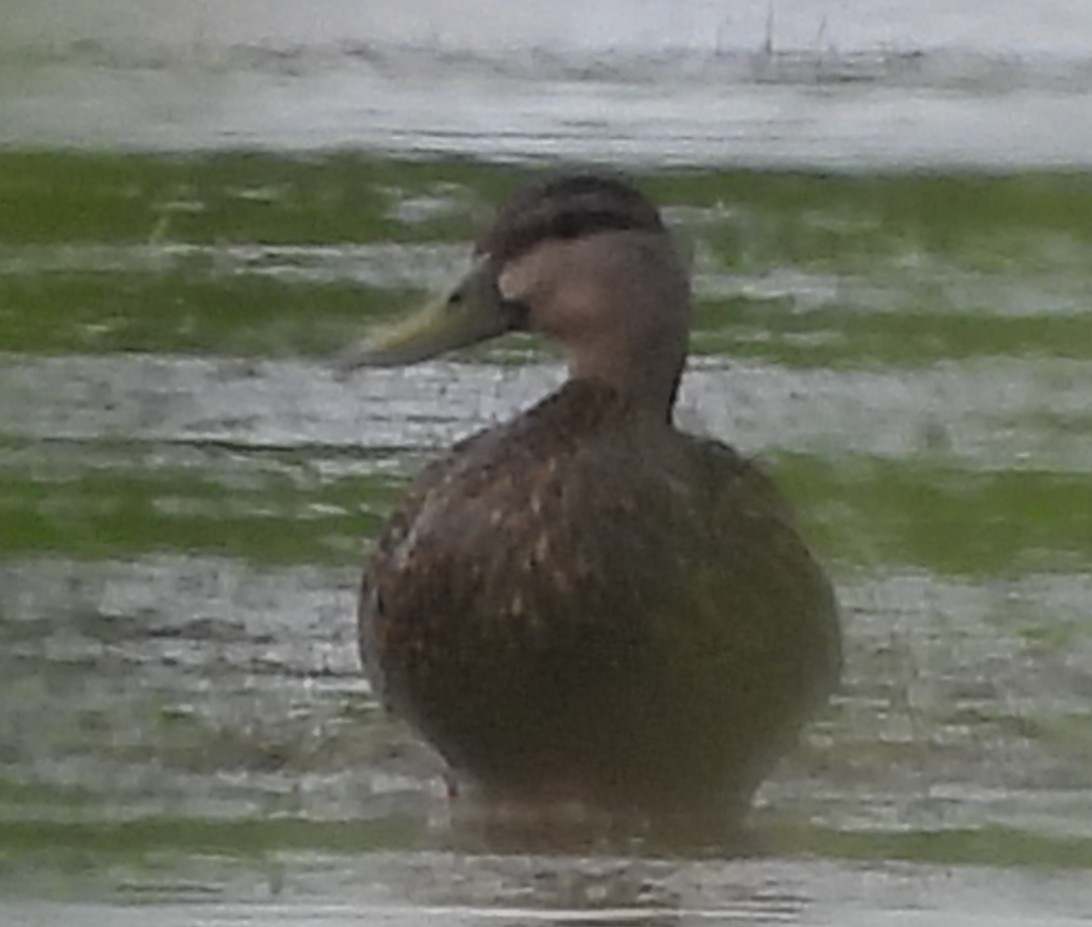 Mottled Duck - ML642704822