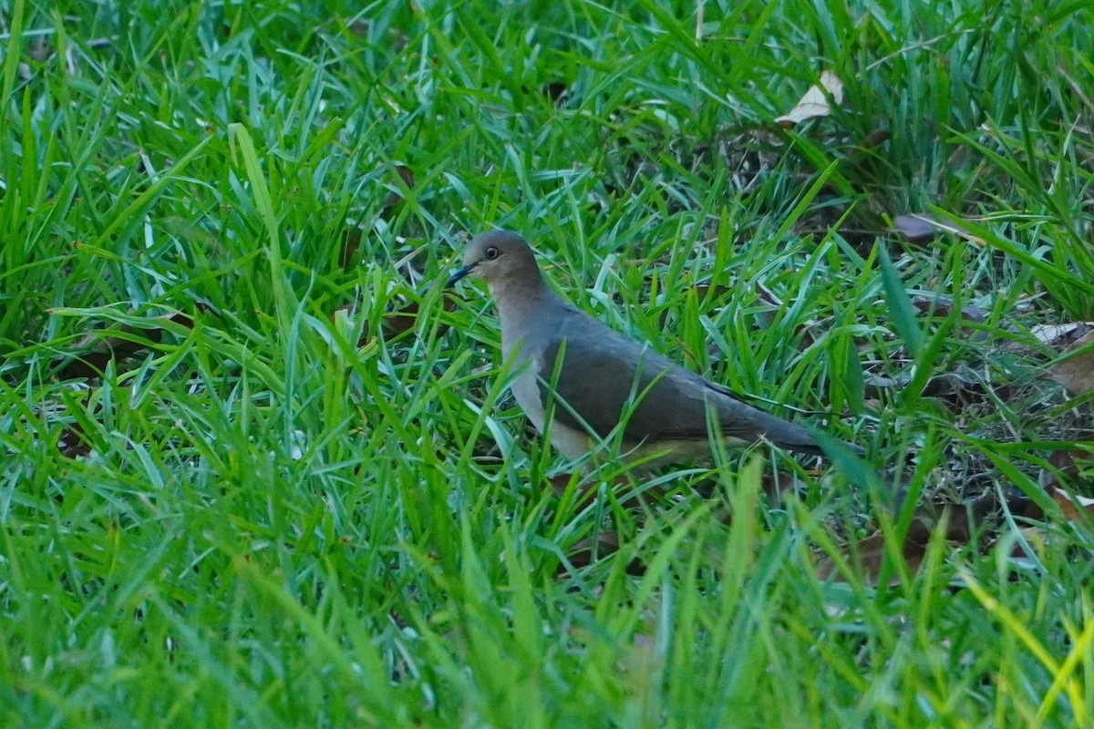 White-tipped Dove - ML642704823