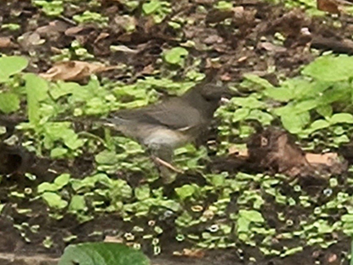Dark-eyed Junco - ML642704828