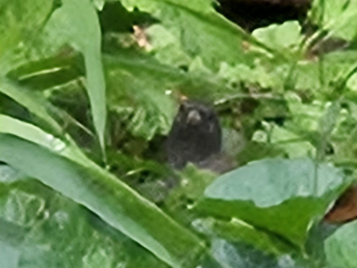 Dark-eyed Junco - ML642704829