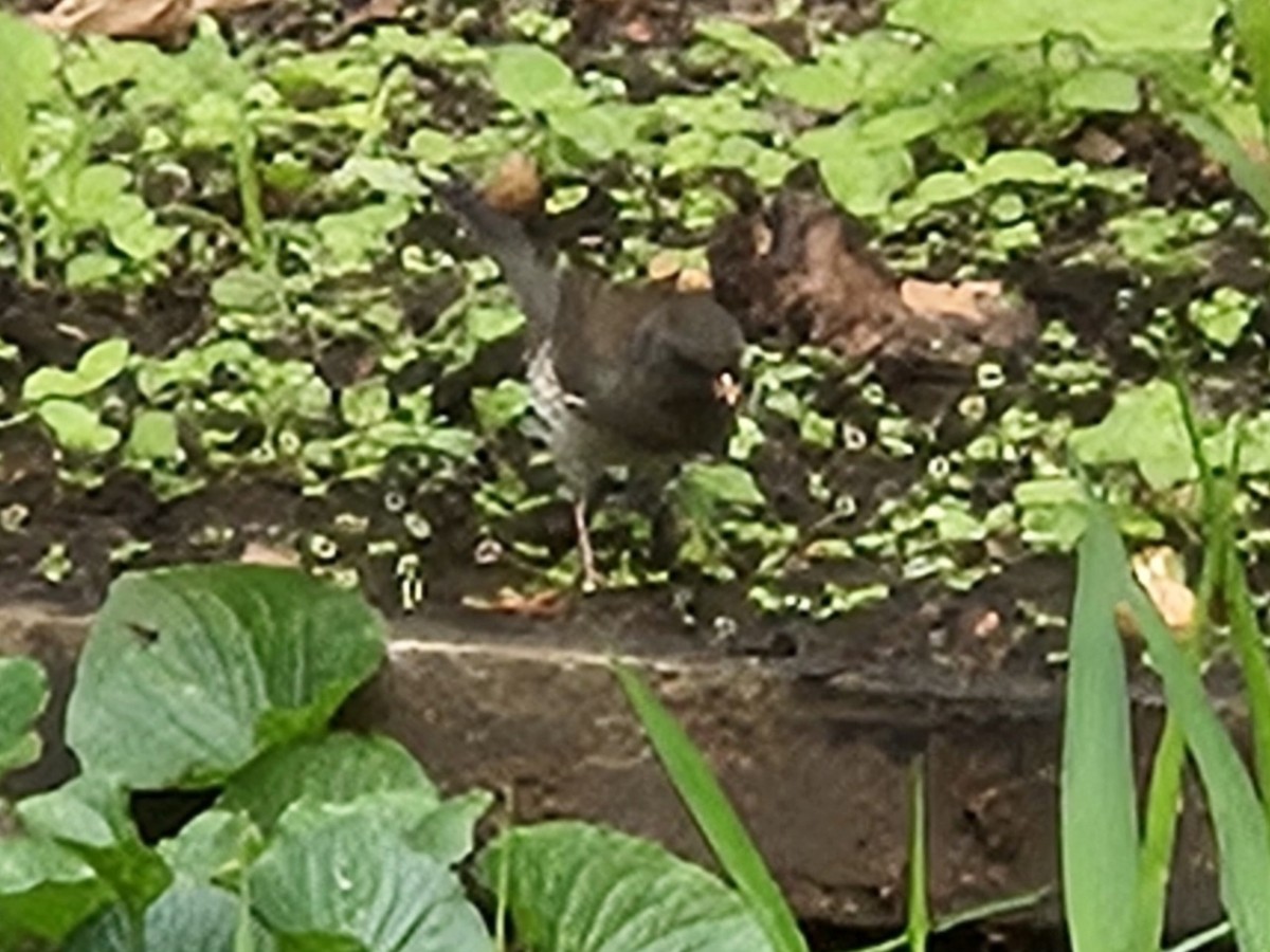 Dark-eyed Junco - ML642704830