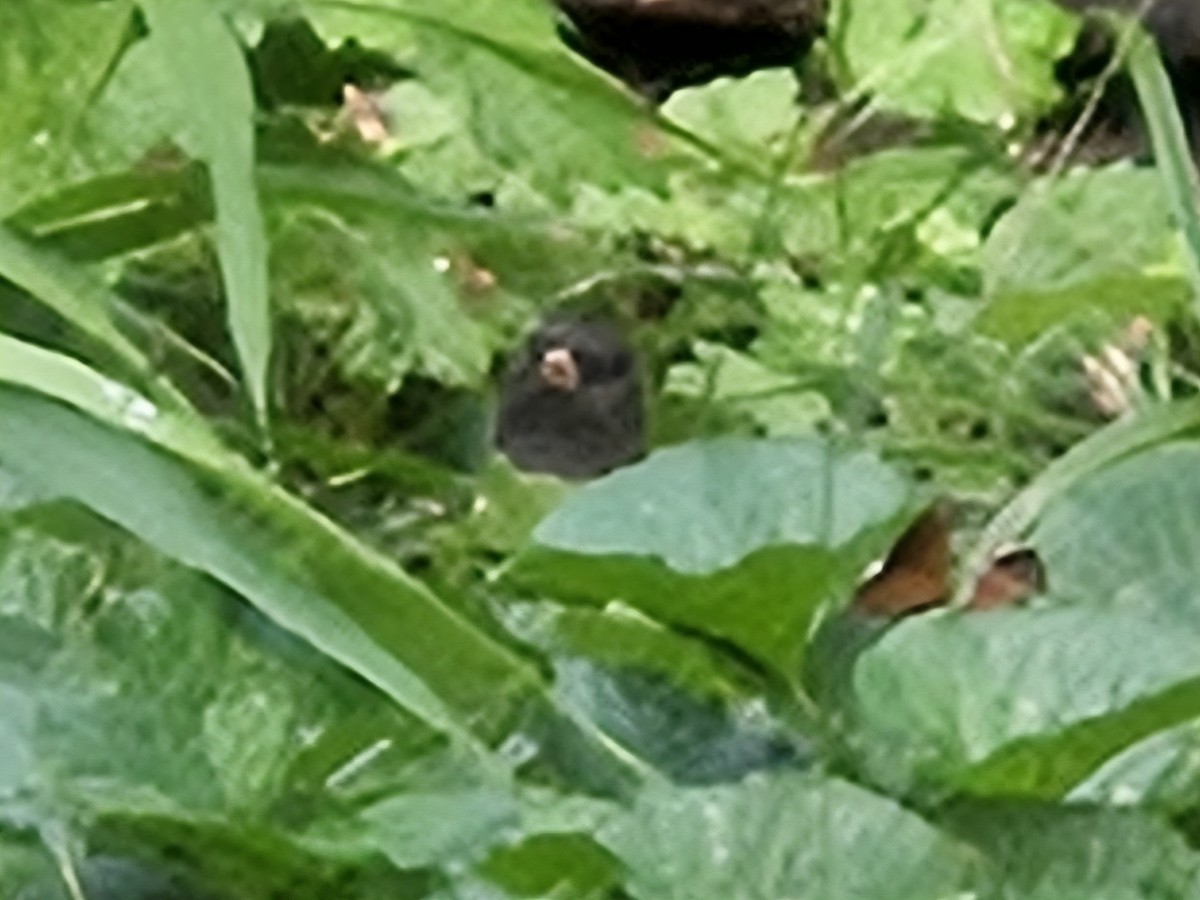 Dark-eyed Junco - ML642704832