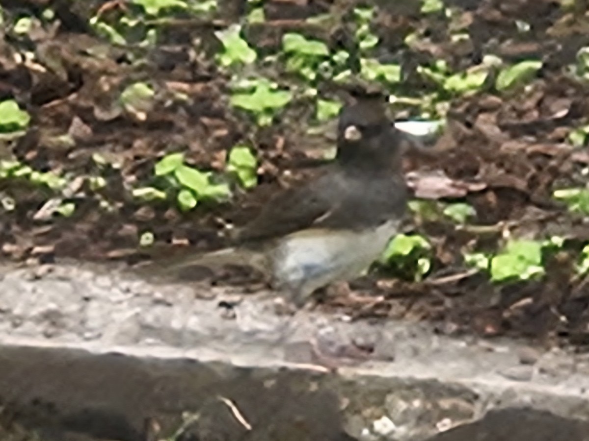 Dark-eyed Junco - ML642704833