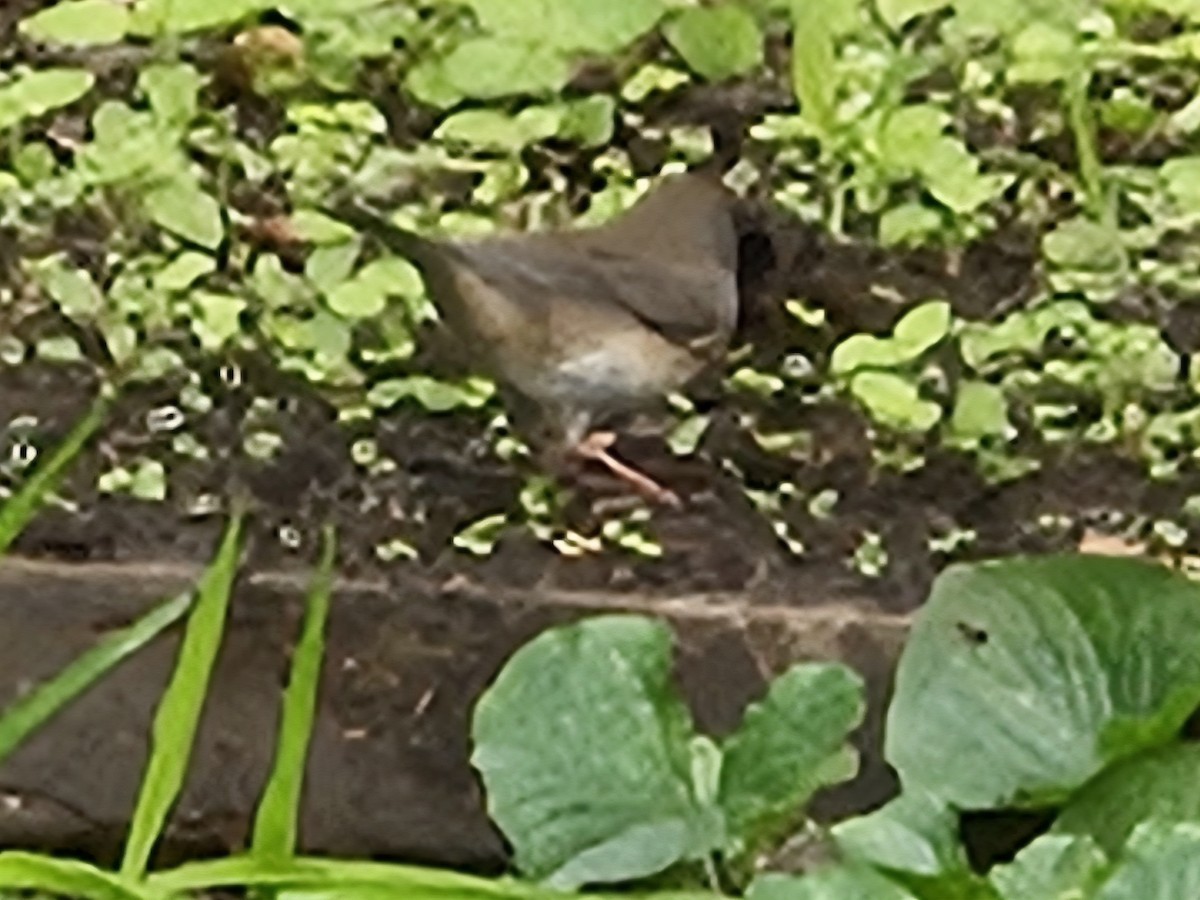 Dark-eyed Junco - ML642704835