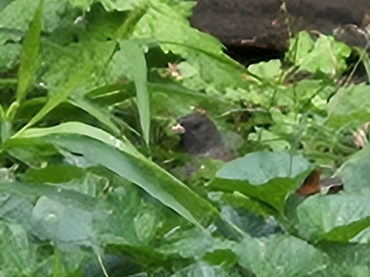 Dark-eyed Junco - ML642704836