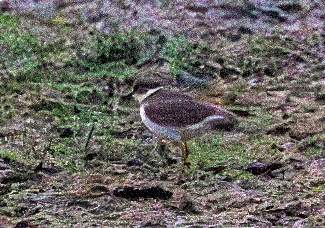 Little Ringed Plover - ML642704839
