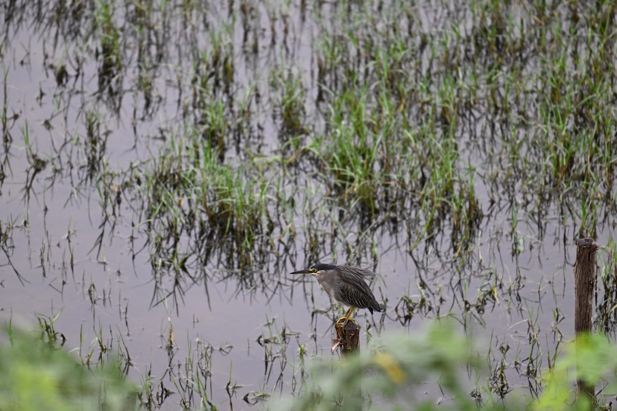 Striated Heron - ML642704840
