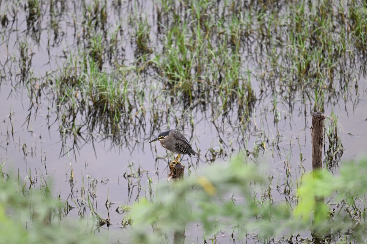 Striated Heron - ML642704841