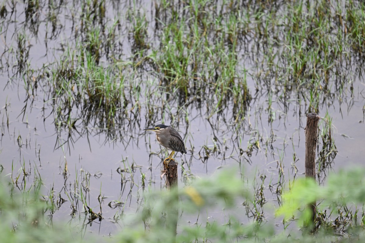 Striated Heron - ML642704842