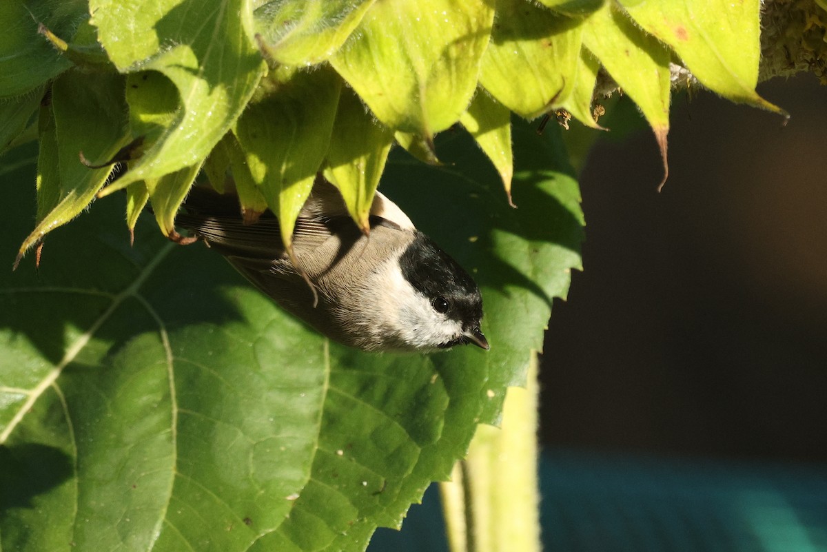Marsh Tit - ML642704846