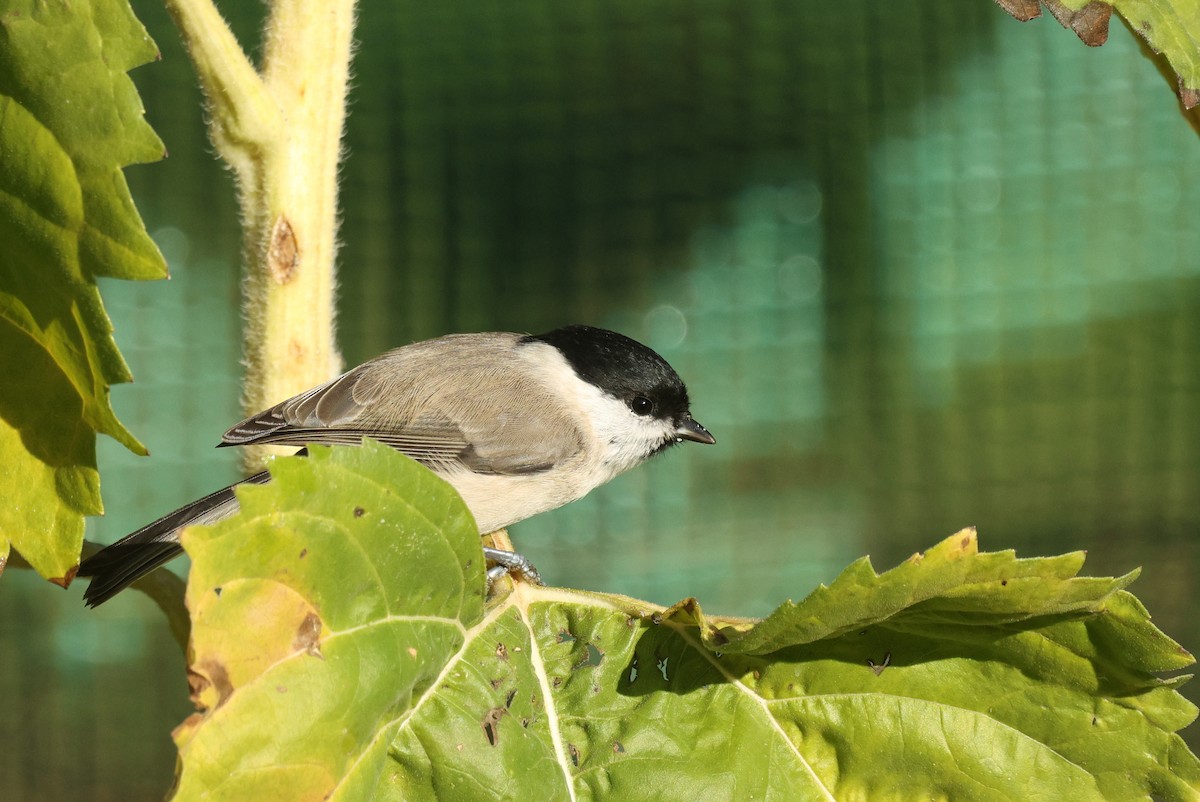 Marsh Tit - ML642704849