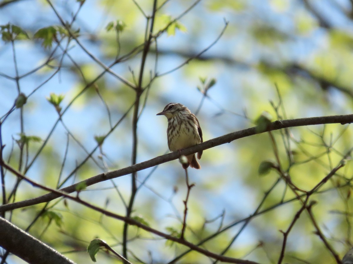 Louisiana Waterthrush - ML642704862