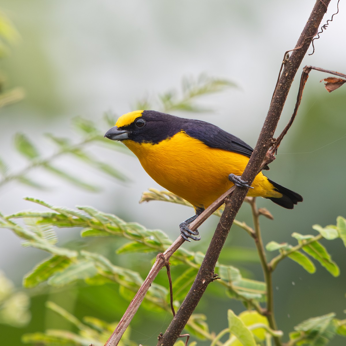 Thick-billed Euphonia - ML642704871