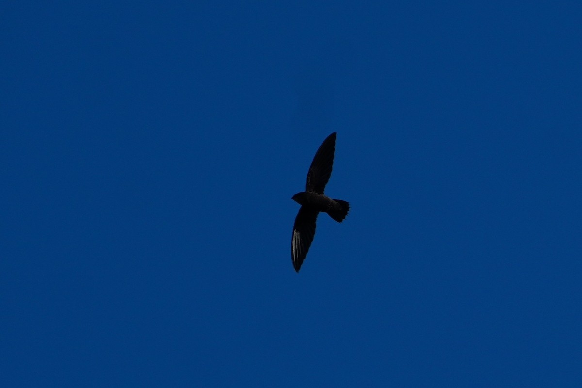 Short-tailed Swift - ML642704875