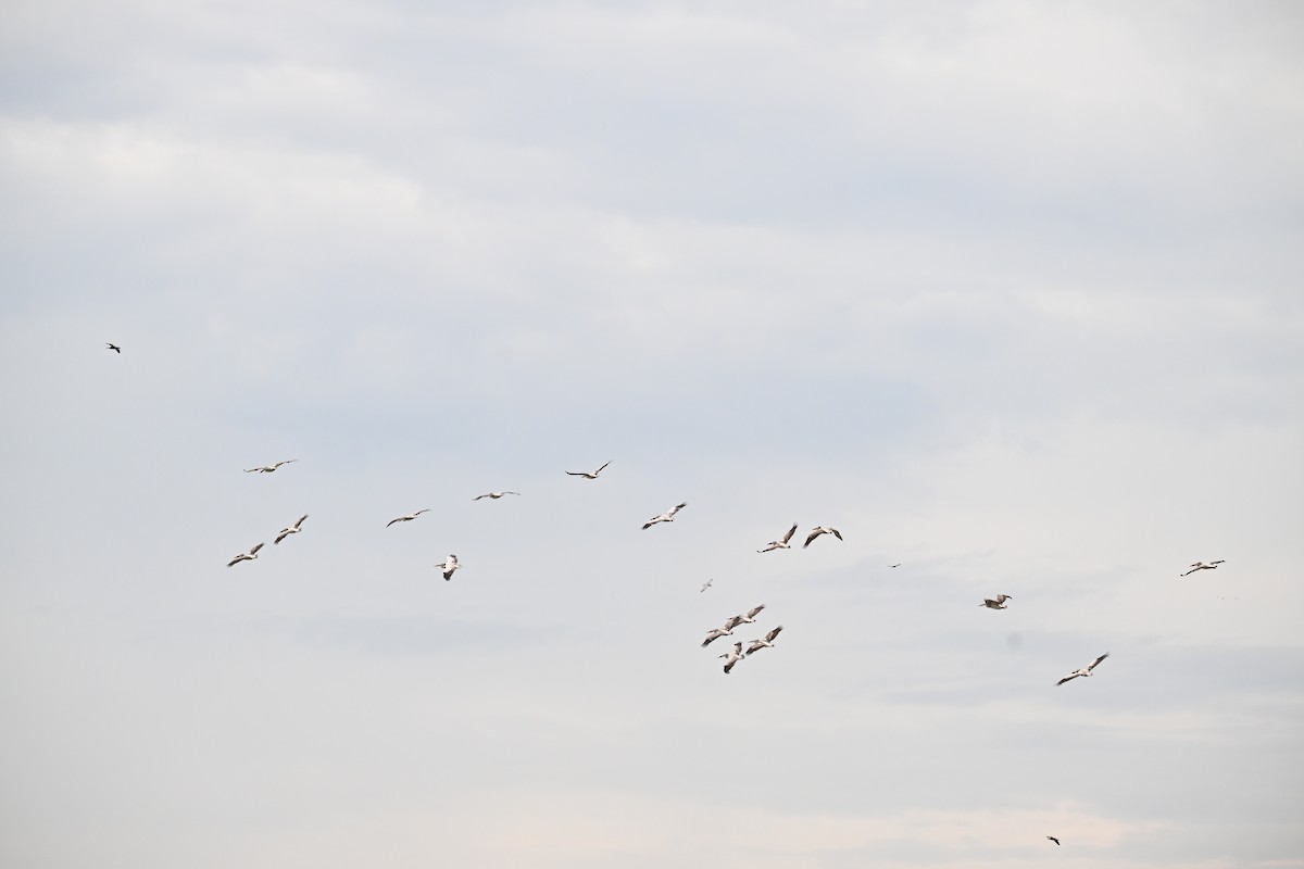Spot-billed Pelican - ML642704884