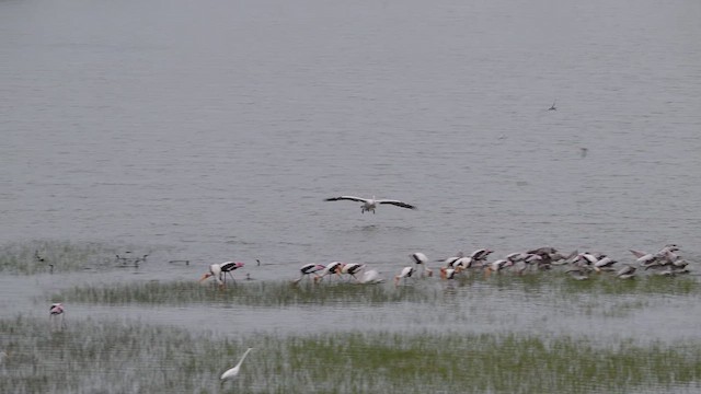 Spot-billed Pelican - ML642704885