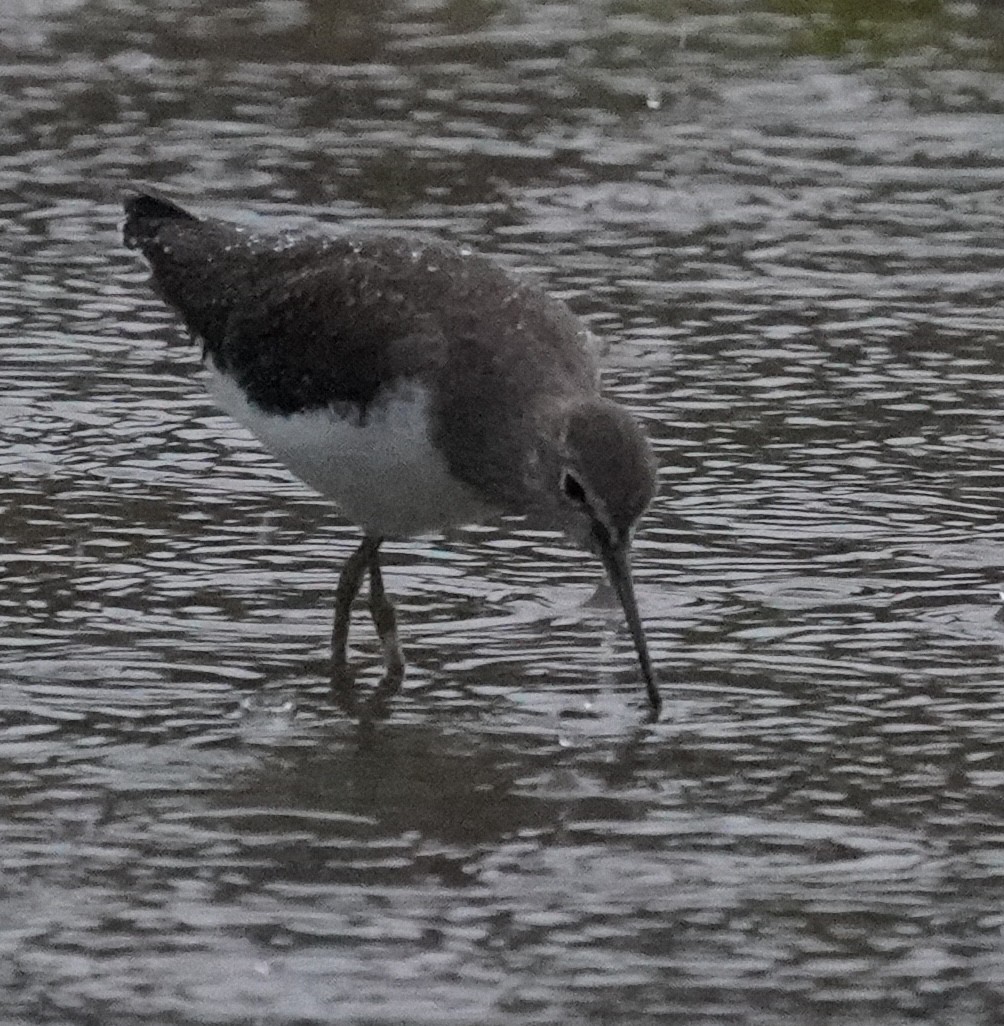 Green Sandpiper - ML642704887