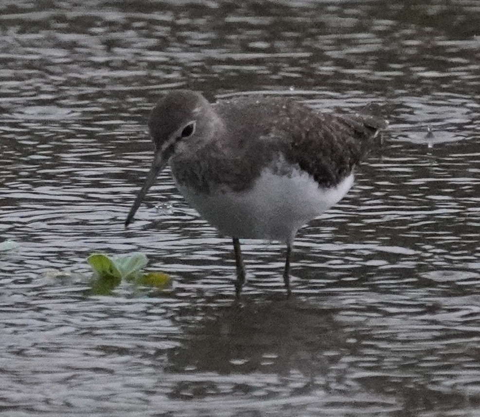 Green Sandpiper - ML642704889