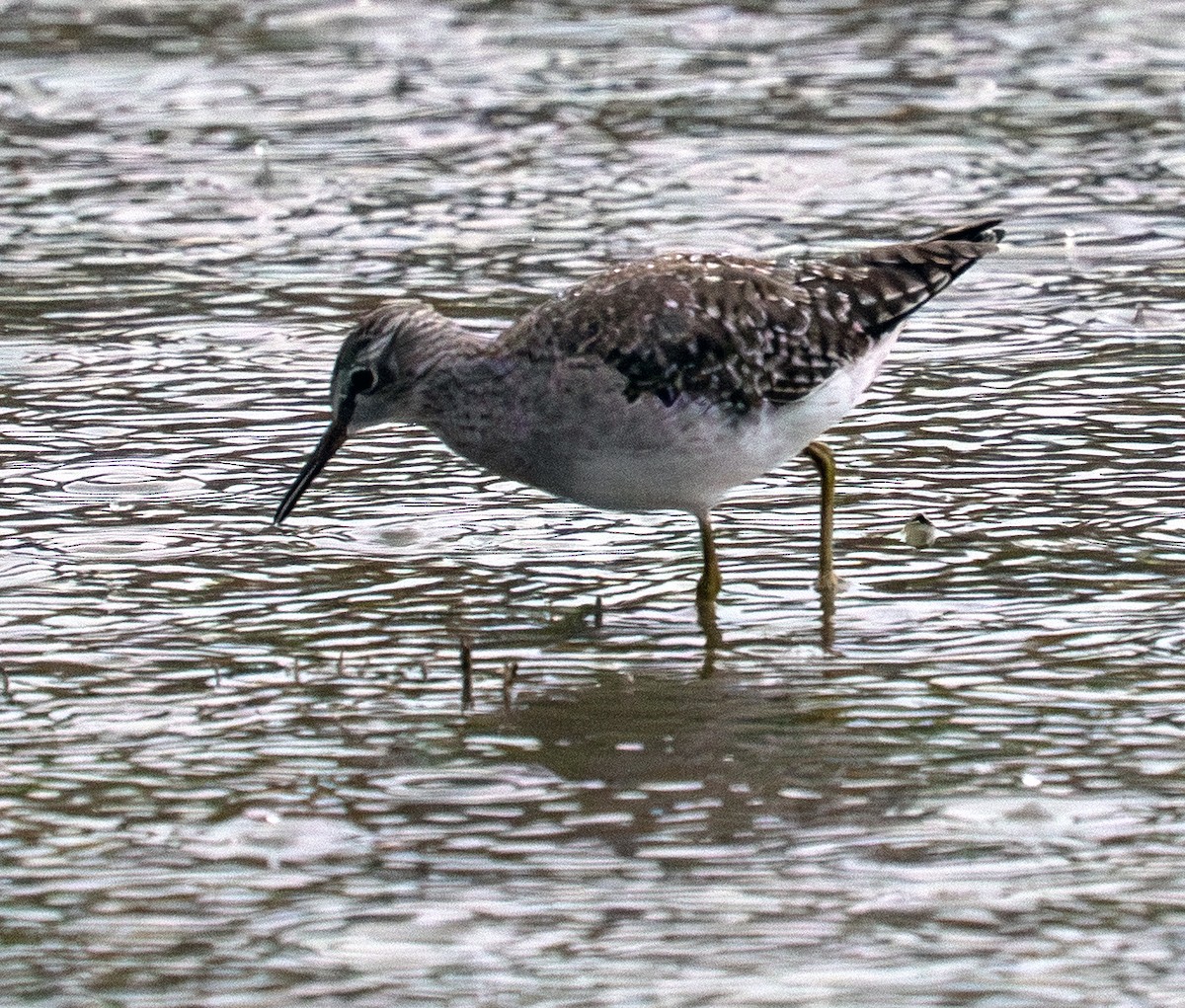 Wood Sandpiper - ML642704891