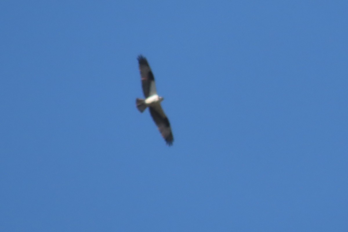 Osprey - ML642704895