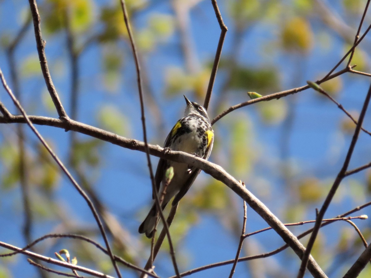 Yellow-rumped Warbler - ML642704896