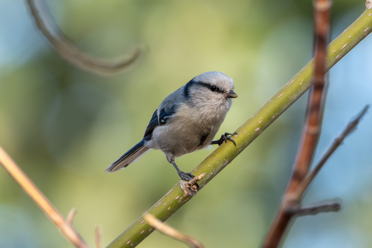 Akça Baştankara - ML642704898