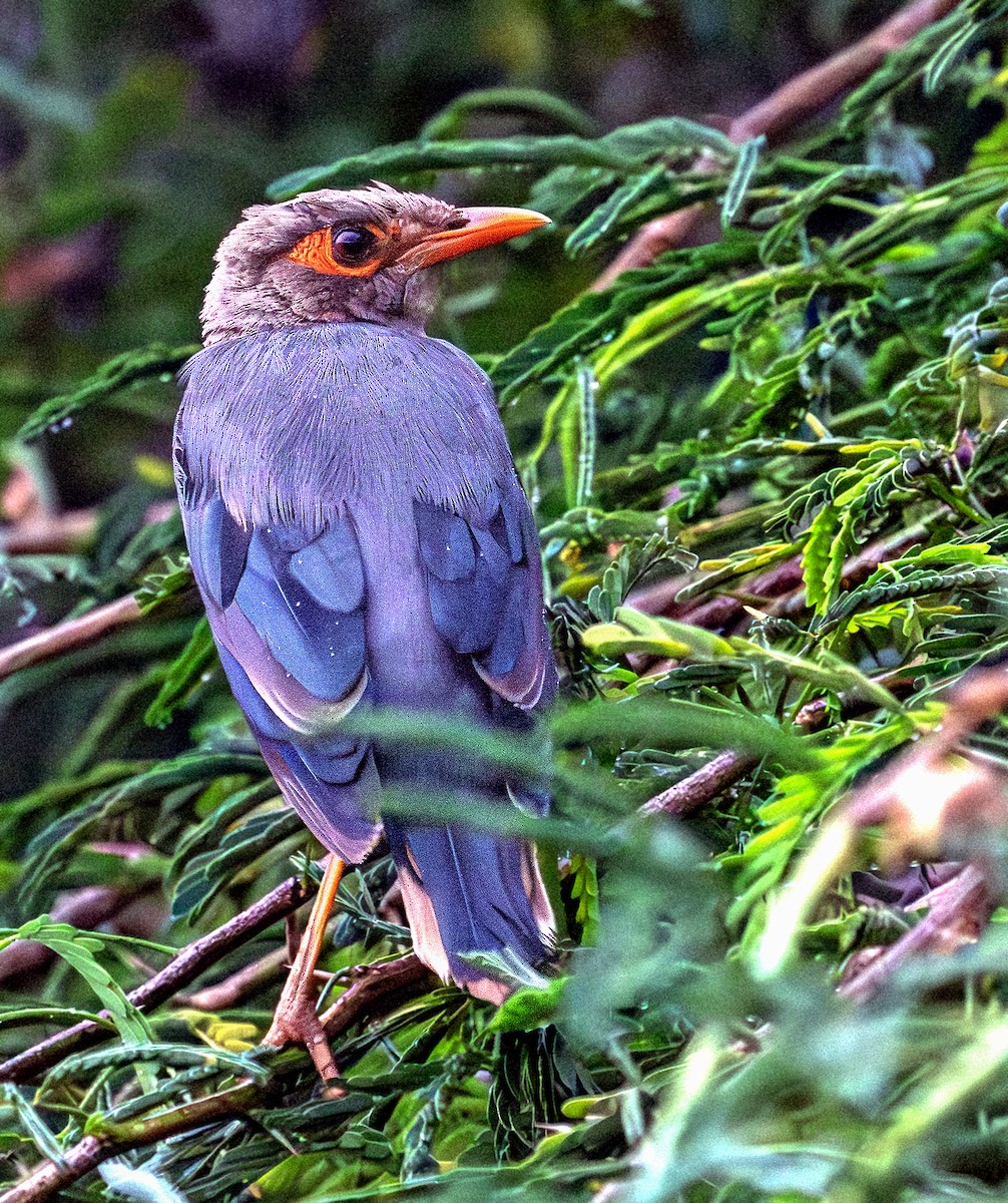 Bank Myna - ML642704900