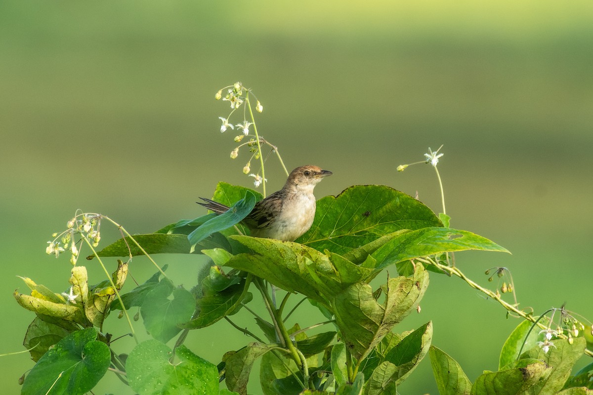 Striated Grassbird - ML642704903