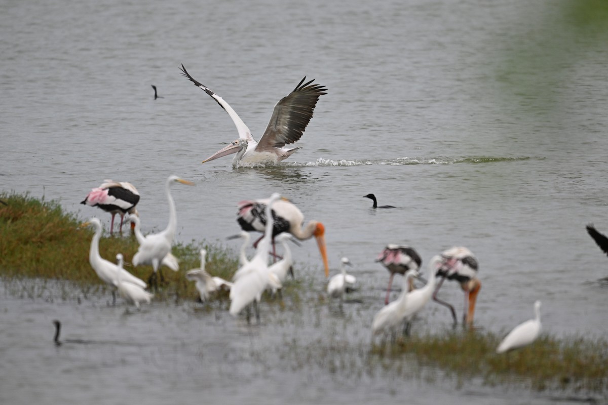 Great Egret - ML642704904
