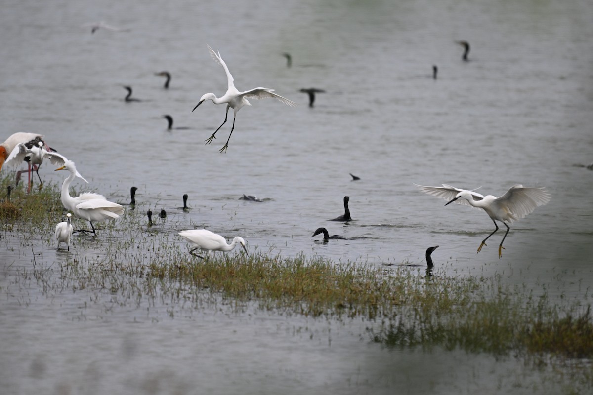 Great Egret - ML642704905