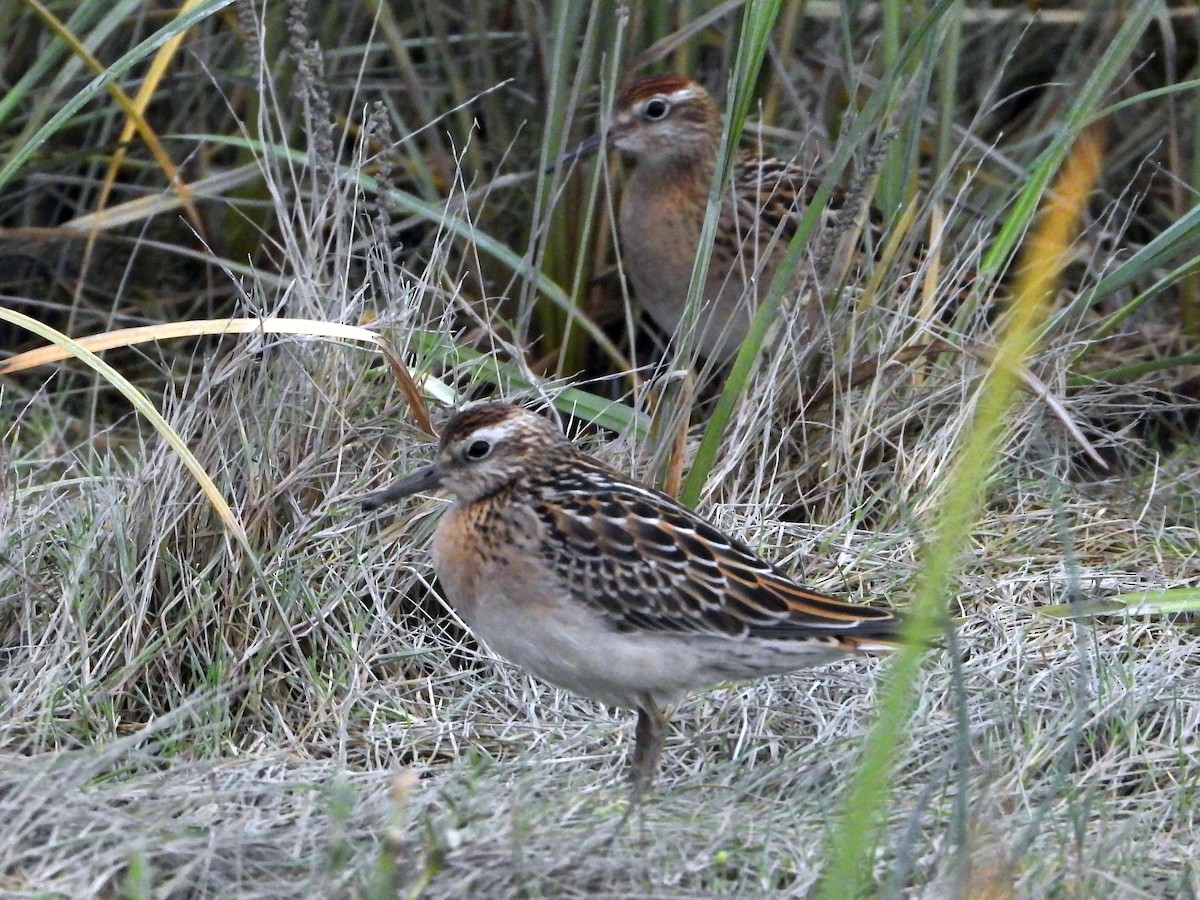 Sharp-tailed Sandpiper - ML642704907