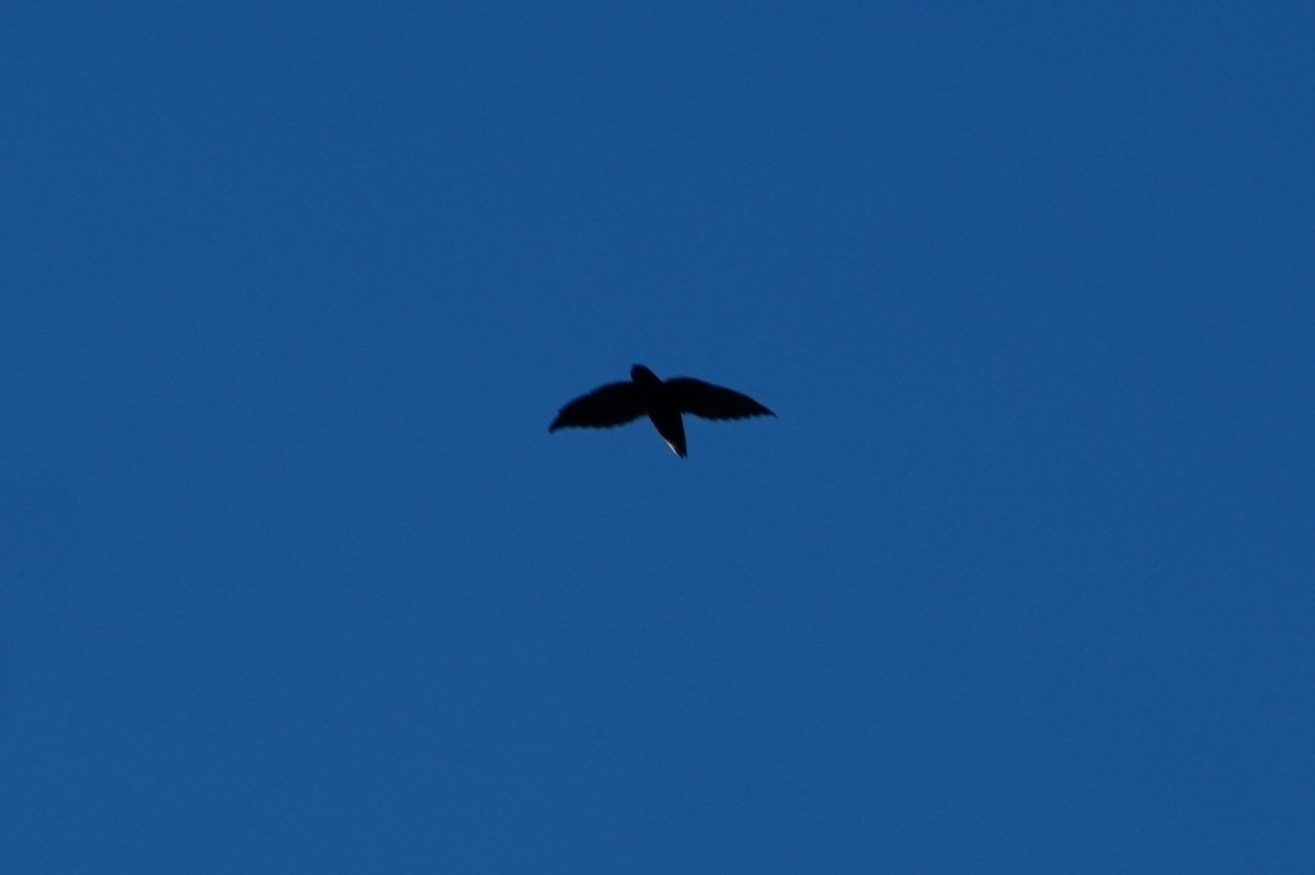 Short-tailed Swift - ML642704911