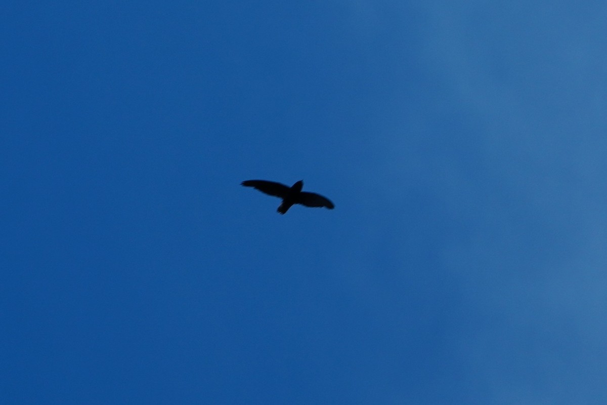 Short-tailed Swift - ML642704912