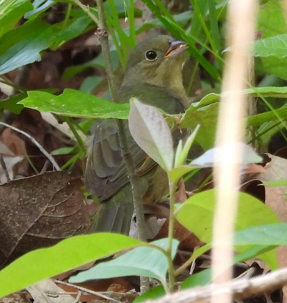 Painted Bunting - ML642704915