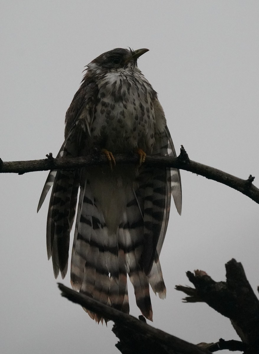 Common Hawk-Cuckoo - ML642704917