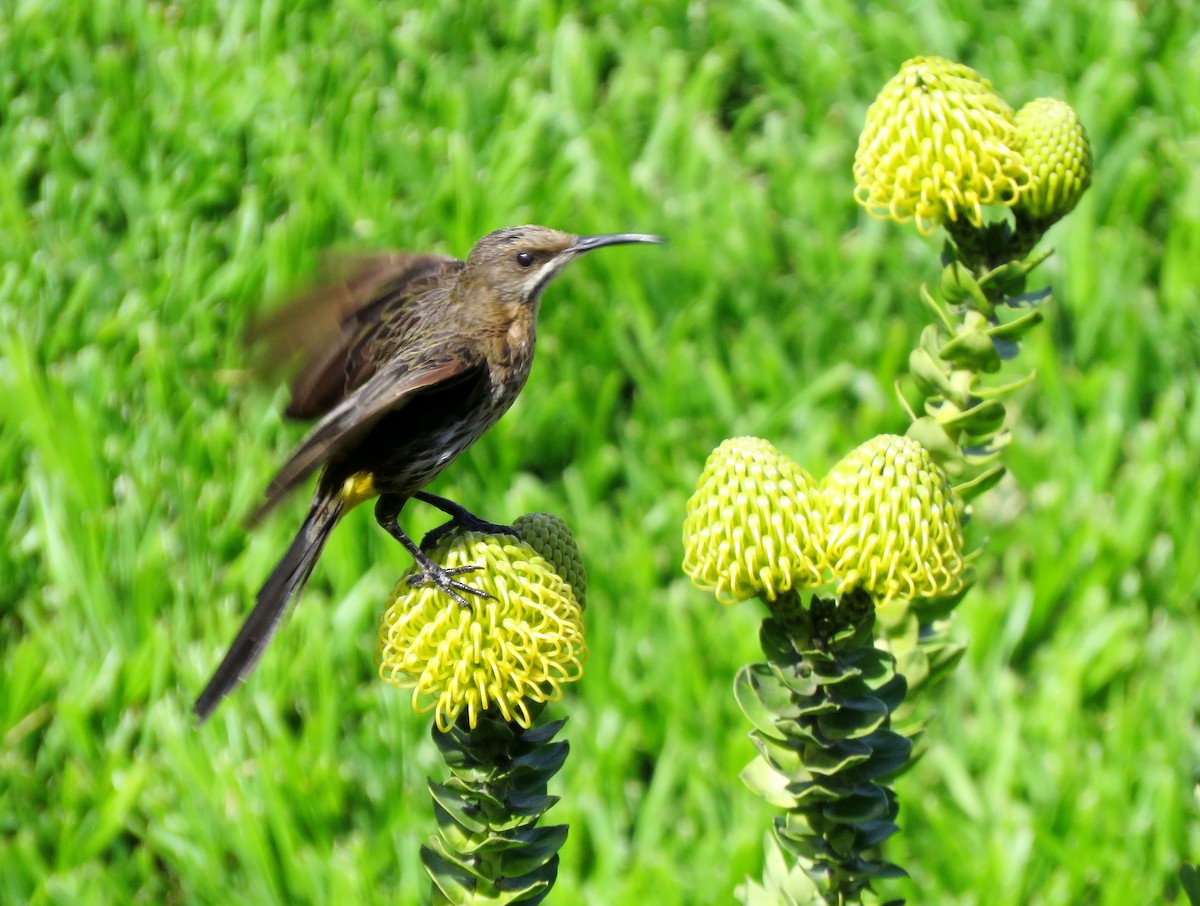Cape Sugarbird - ML642704918