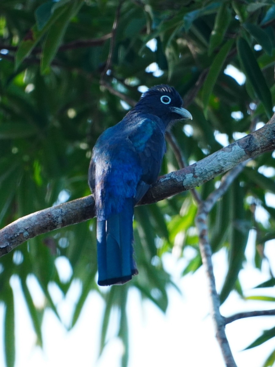 Green-backed Trogon - ML642704920
