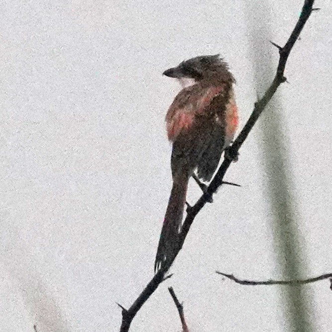 Long-tailed Shrike - ML642704926
