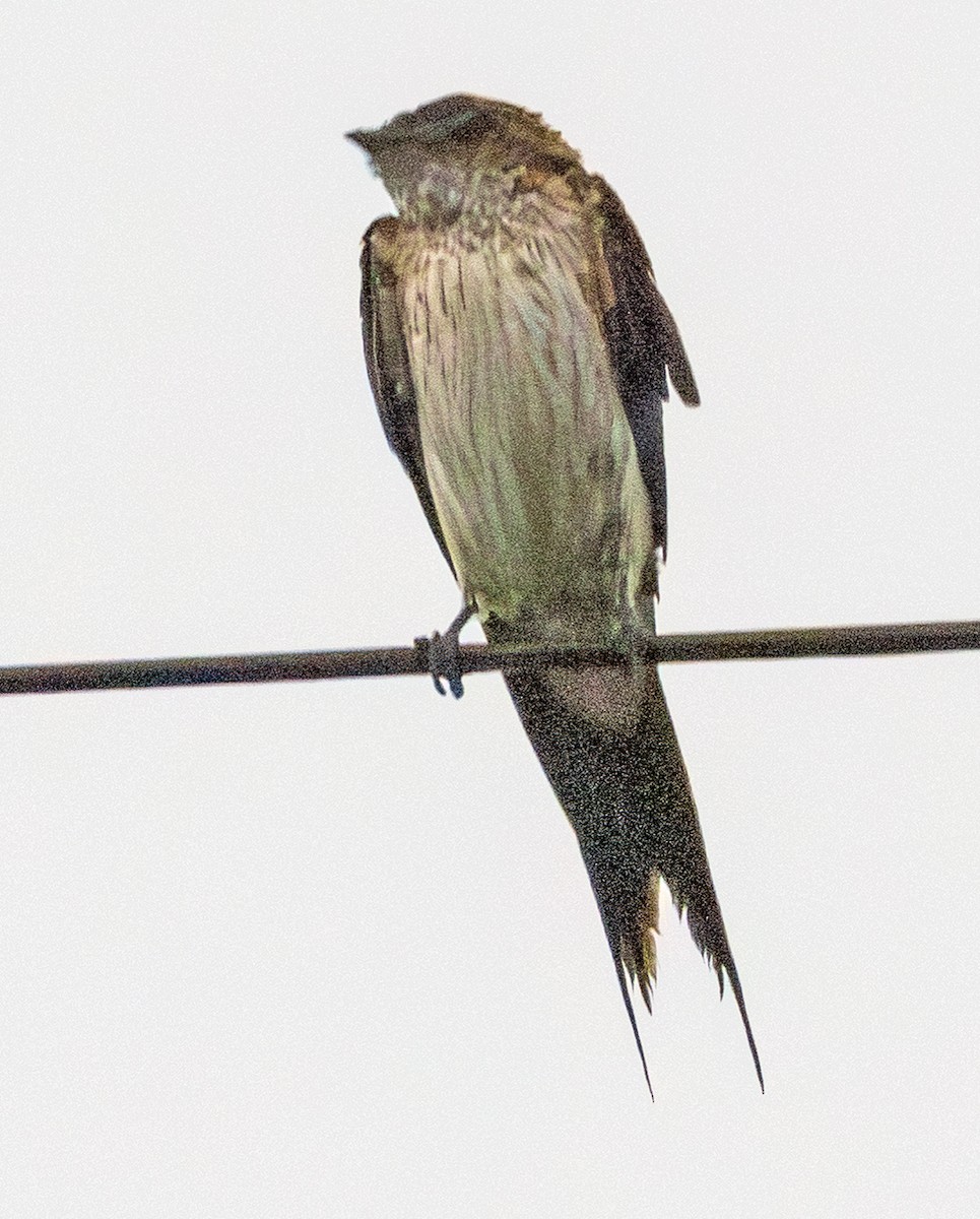 Eastern Red-rumped Swallow - ML642704935
