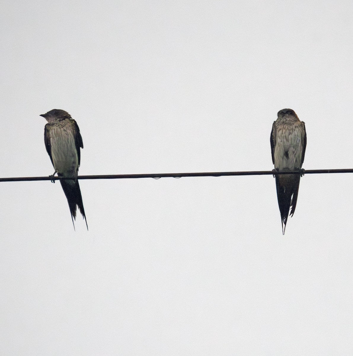 Eastern Red-rumped Swallow - ML642704938