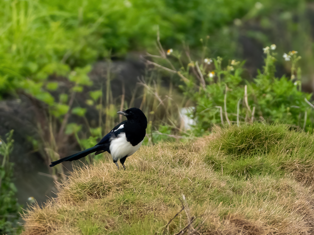 Oriental Magpie - ML642704942