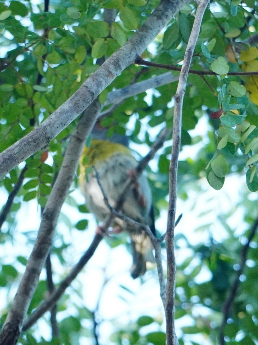 Rufous-browed Peppershrike - ML642704952