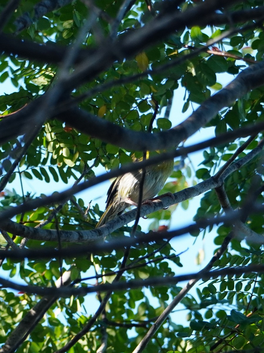 Rufous-browed Peppershrike - ML642704953