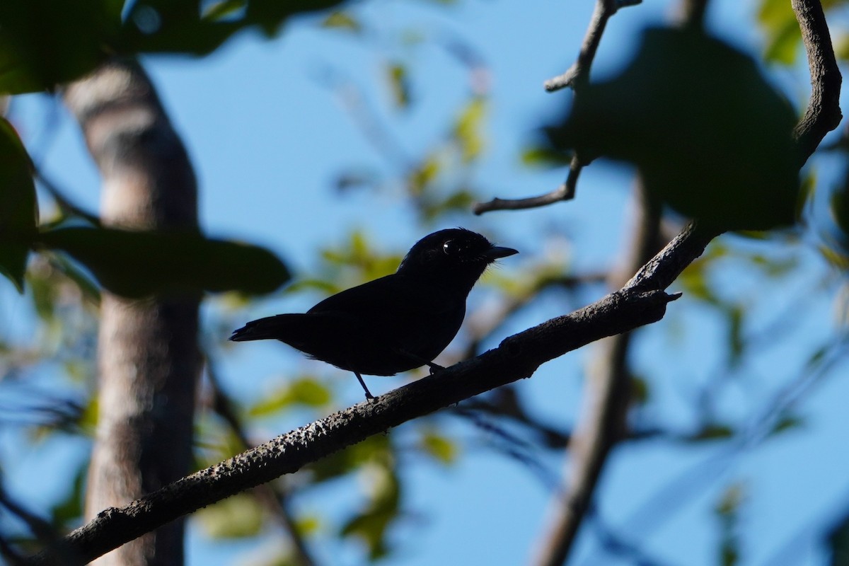 Black Manakin - ML642704956